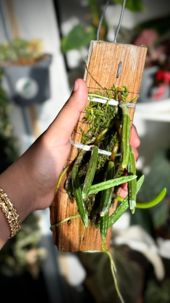 DOCKRILLIA WASSELLII
