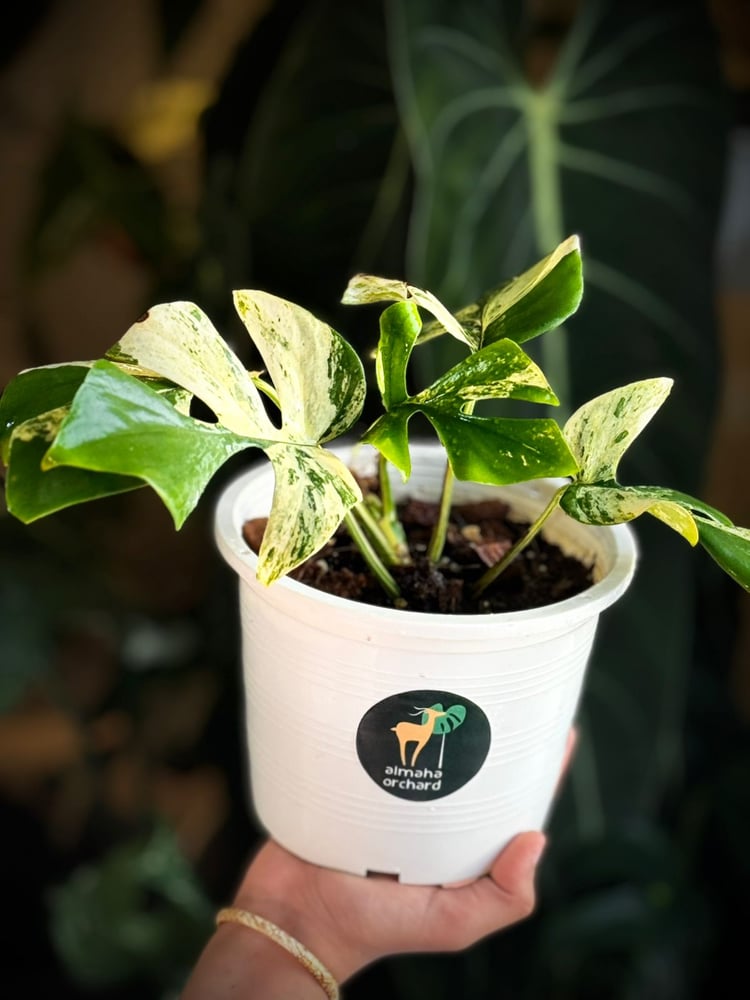 MONSTERA GINNY MIGMA