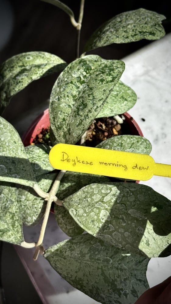 HOYA DEYKEAE MORING DEW