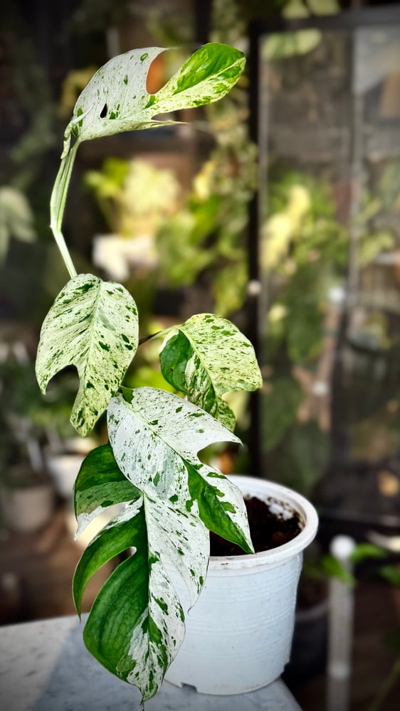 Epipremnum Pinnatum Marble Variegated