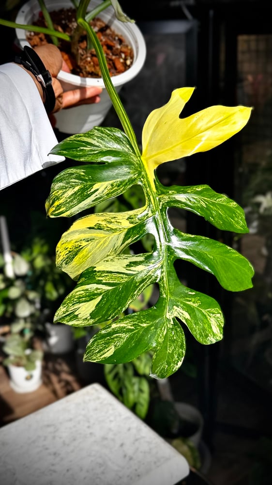 PHILODENDRON DISTANTILOBUM VARIEGATED