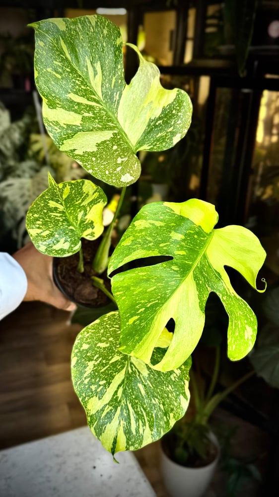 MONSTERA ELECTROLYTE