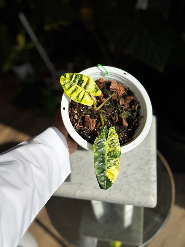 PHILODENDRON BILLIETIAE VARIEGATED
