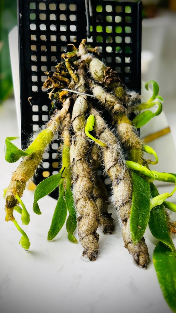DENDROBIUM SENILE