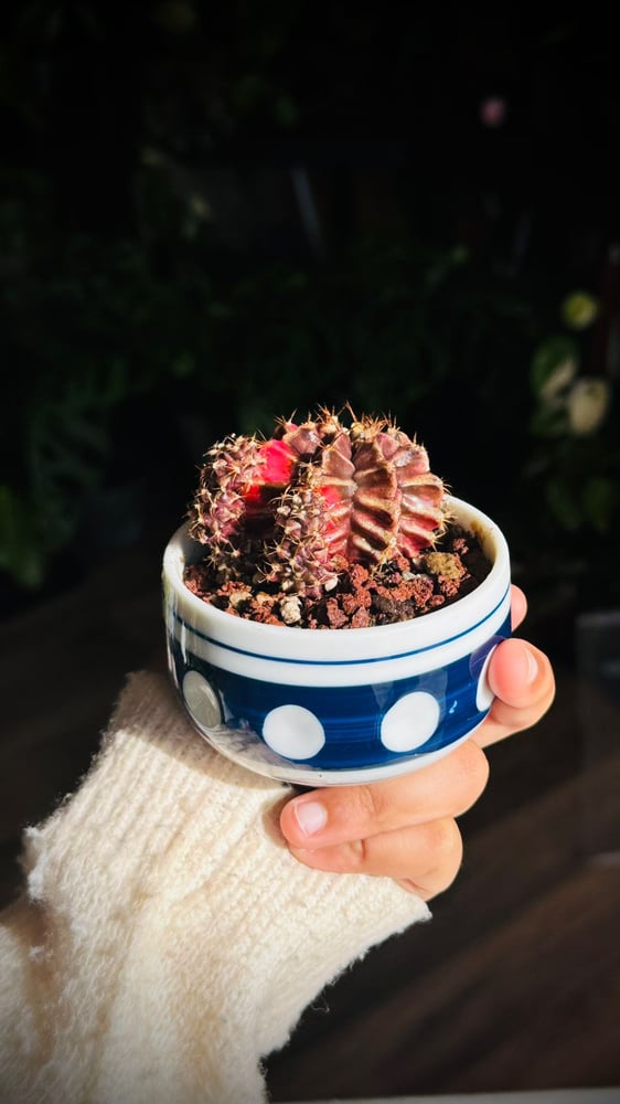 CACTUS MIX ARRANGED