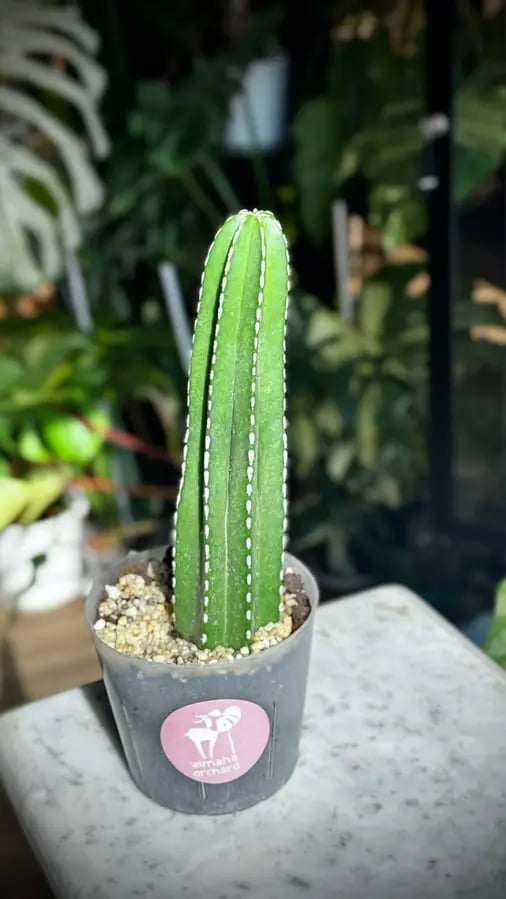 CACTUS MIXED VARIETY