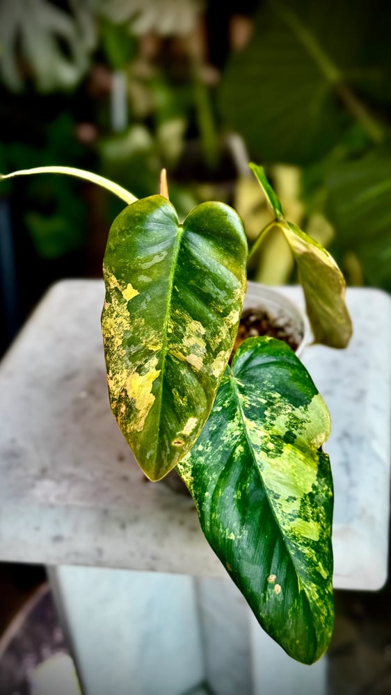 Philodendron Silver Moon (FMY x Brandtianum)