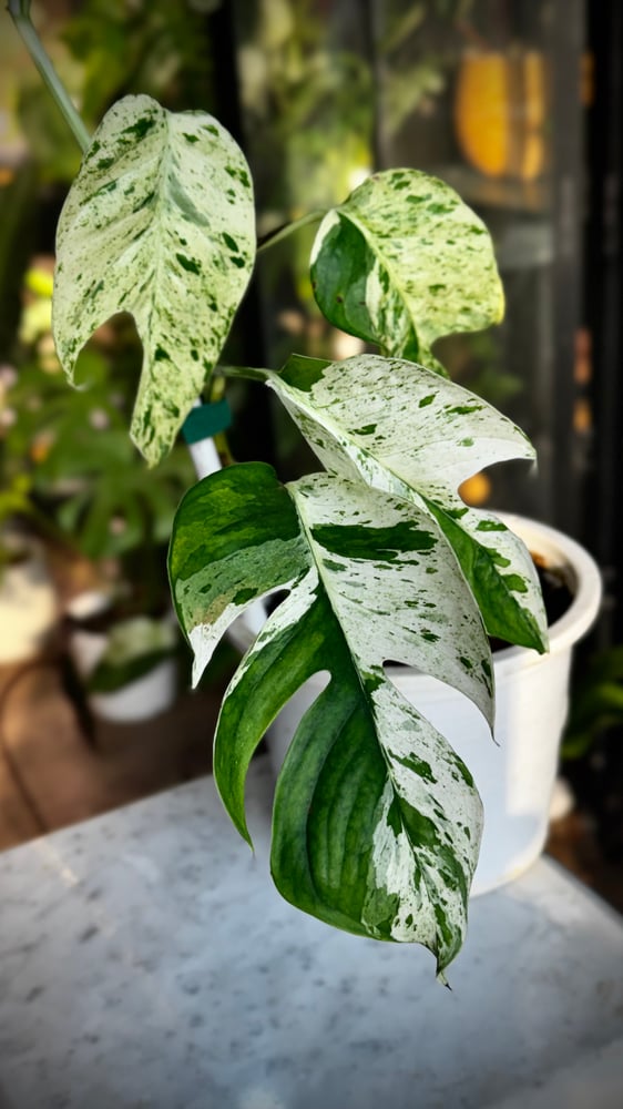 Epipremnum Pinnatum Marble Variegated