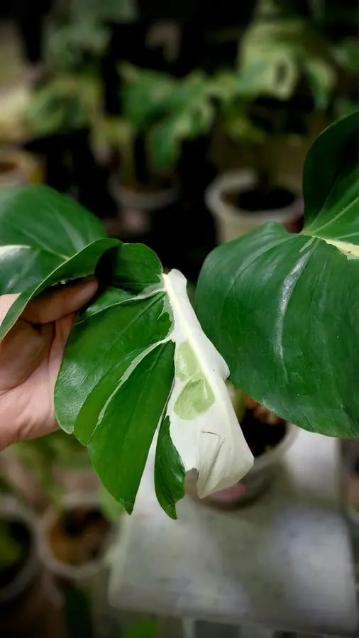 MONSTERA WHITE LAVA