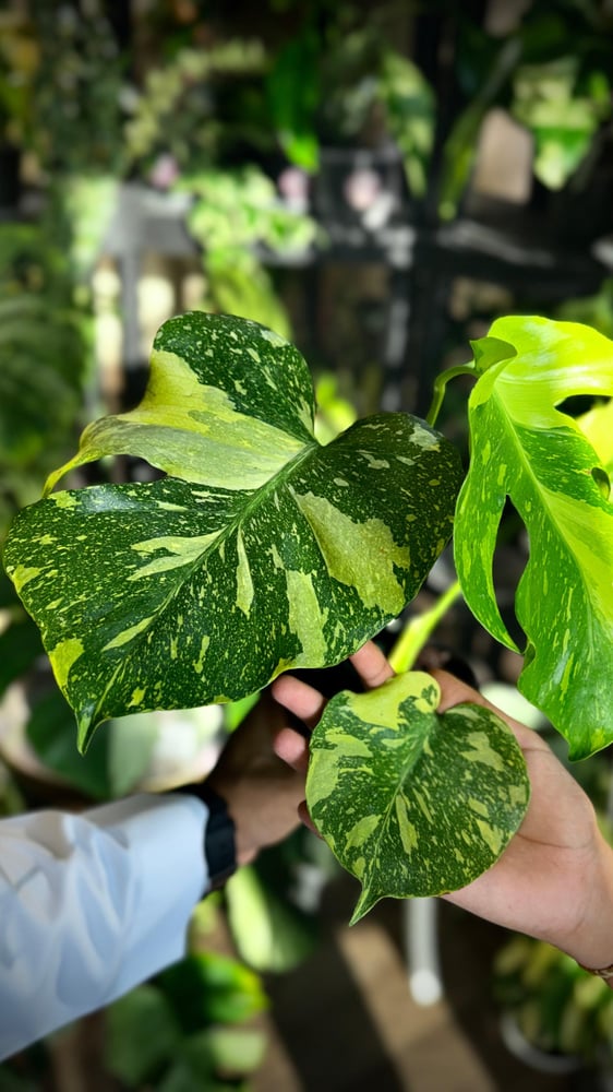 MONSTERA ELECTROLYTE