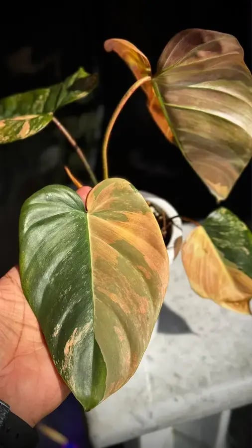 Philodendron Florida beauty x Nangaritense