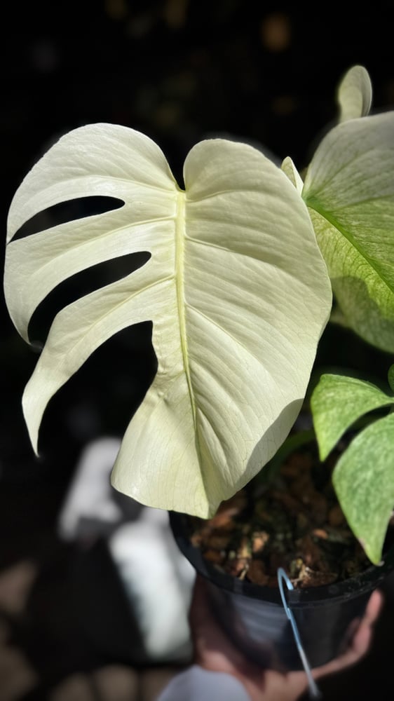 MONSTERA DELICIOSA FULL MINT