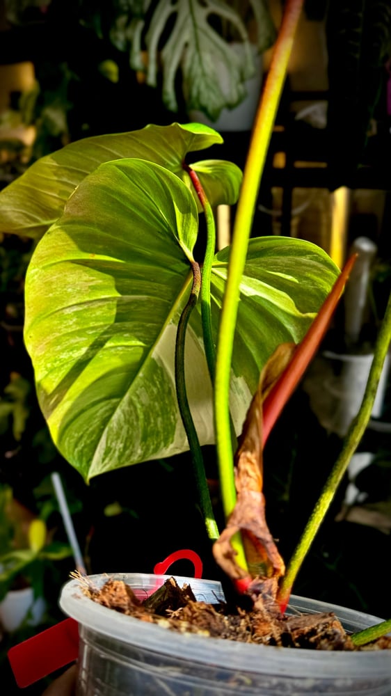 PHILODENDRON HYBRID
