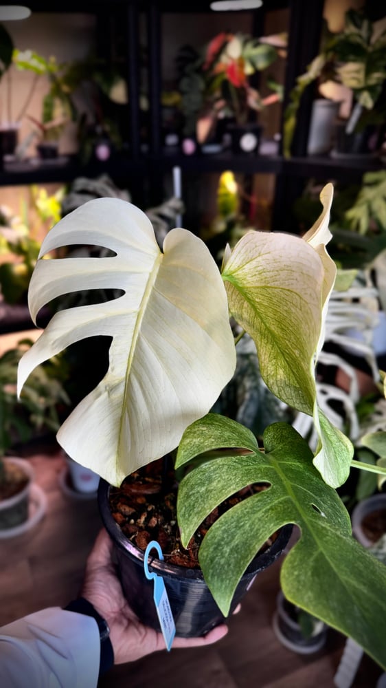 MONSTERA DELICIOSA FULL MINT