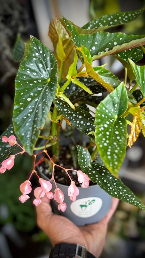 Begonia Double Dot