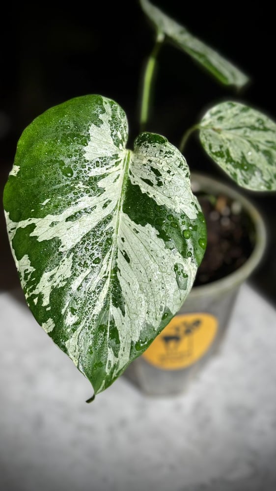 MONSTERA BULBASAUR