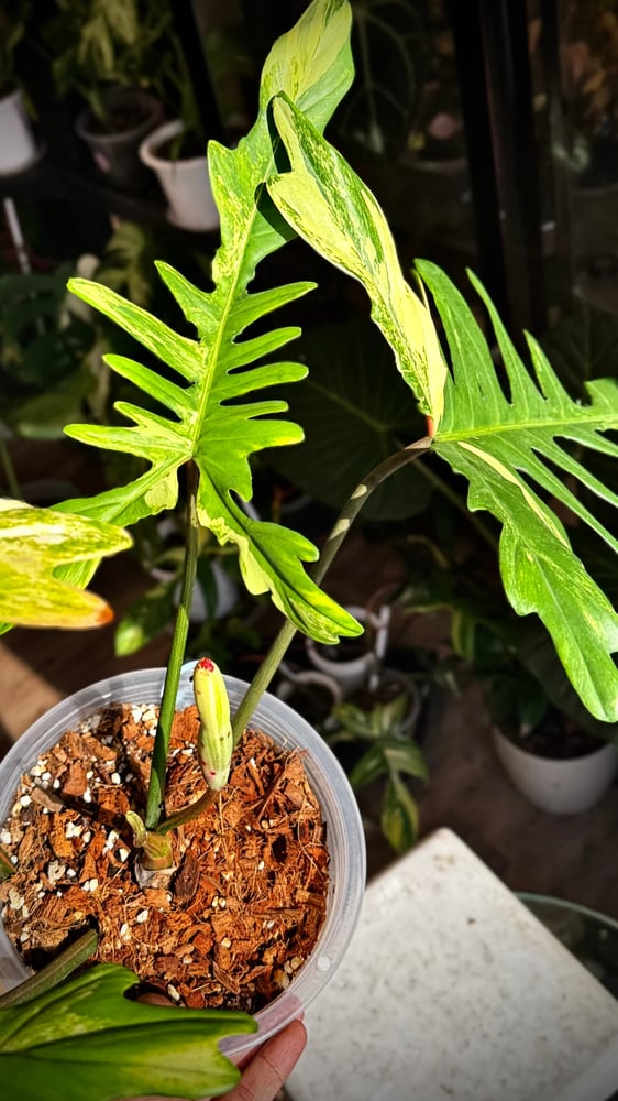 Philodendron Chaos (Florida x Mayoi)