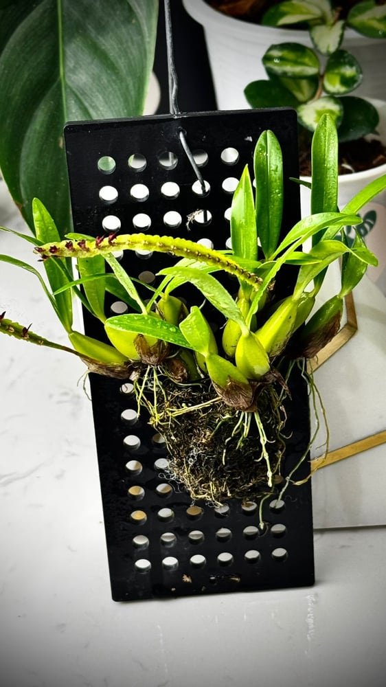 BULBOPHYLLUM FALCATU