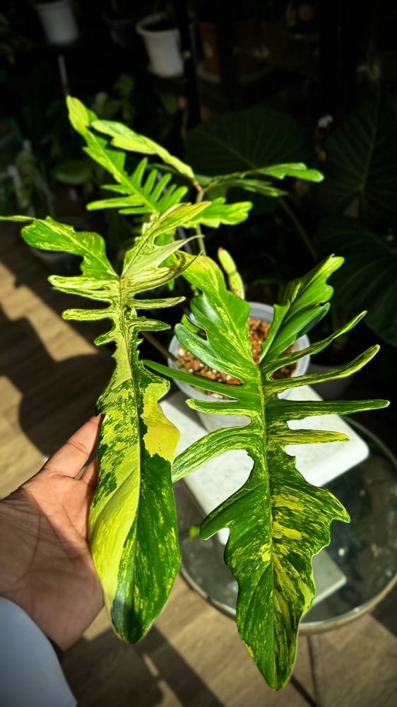 Philodendron Chaos (Florida x Mayoi)