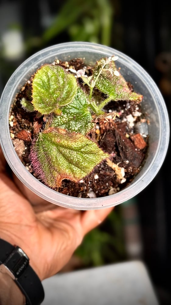 BEGONIA REX MIX VARIET