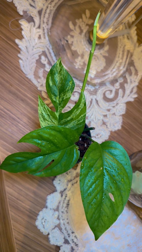 Epipremnum Pinnatum Marble Variegated