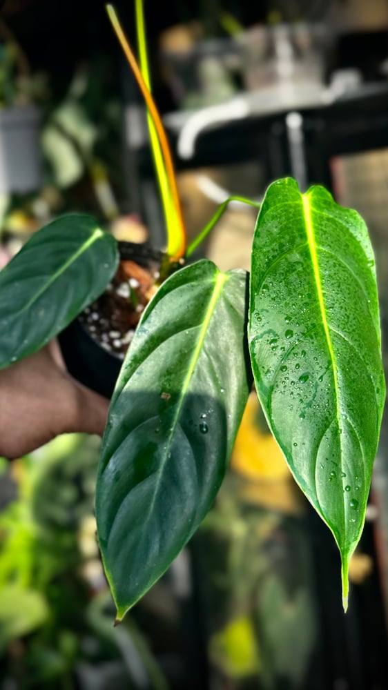 PHILODENDRON PATRICIAE