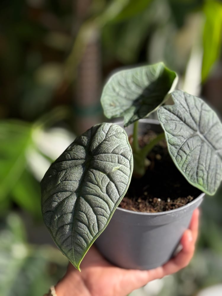 Alocasia Melo