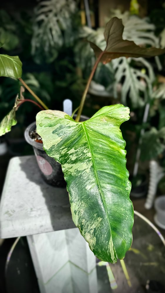PHILODENDRON HYBRID Marron
