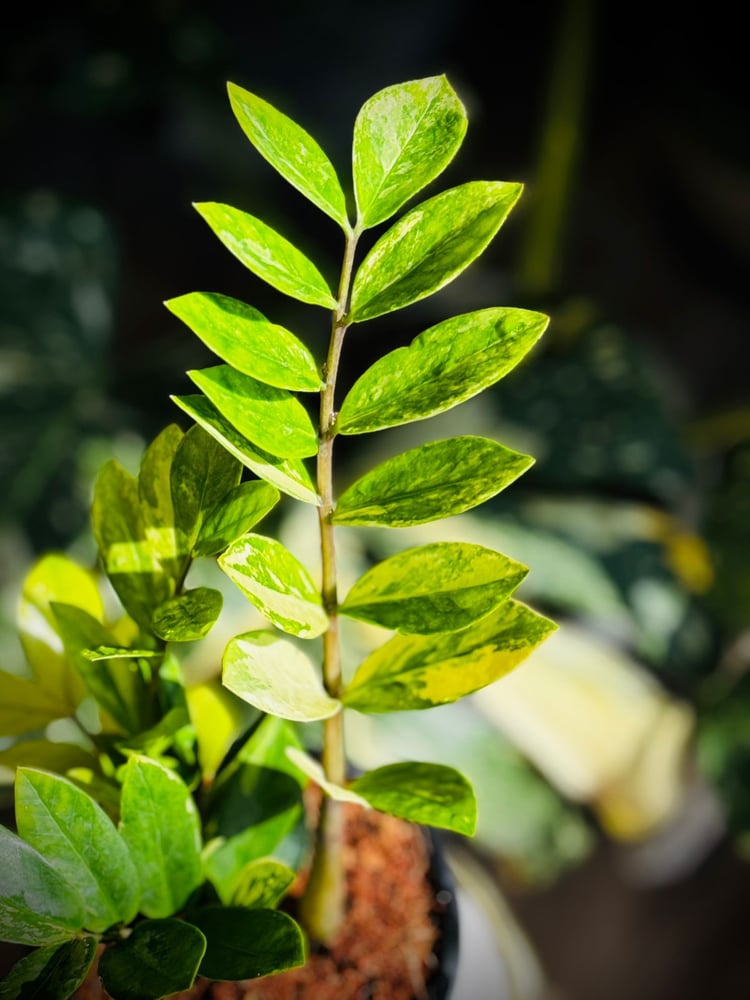 ZAMIOCULCAS ZAMIIFOLIA Variegated
