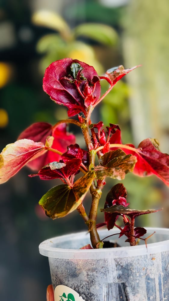 BEGONIA REX MIX VARIETIES