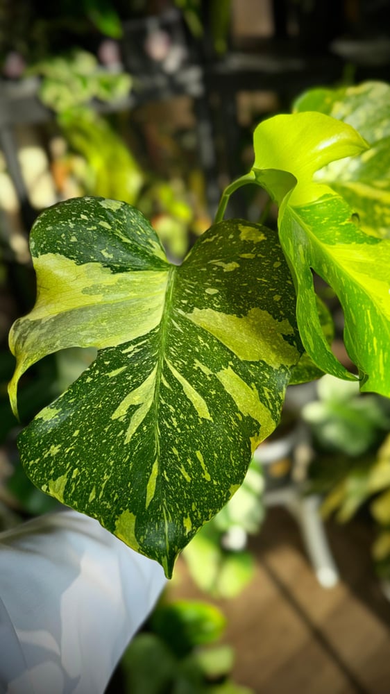 MONSTERA ELECTROLYTE