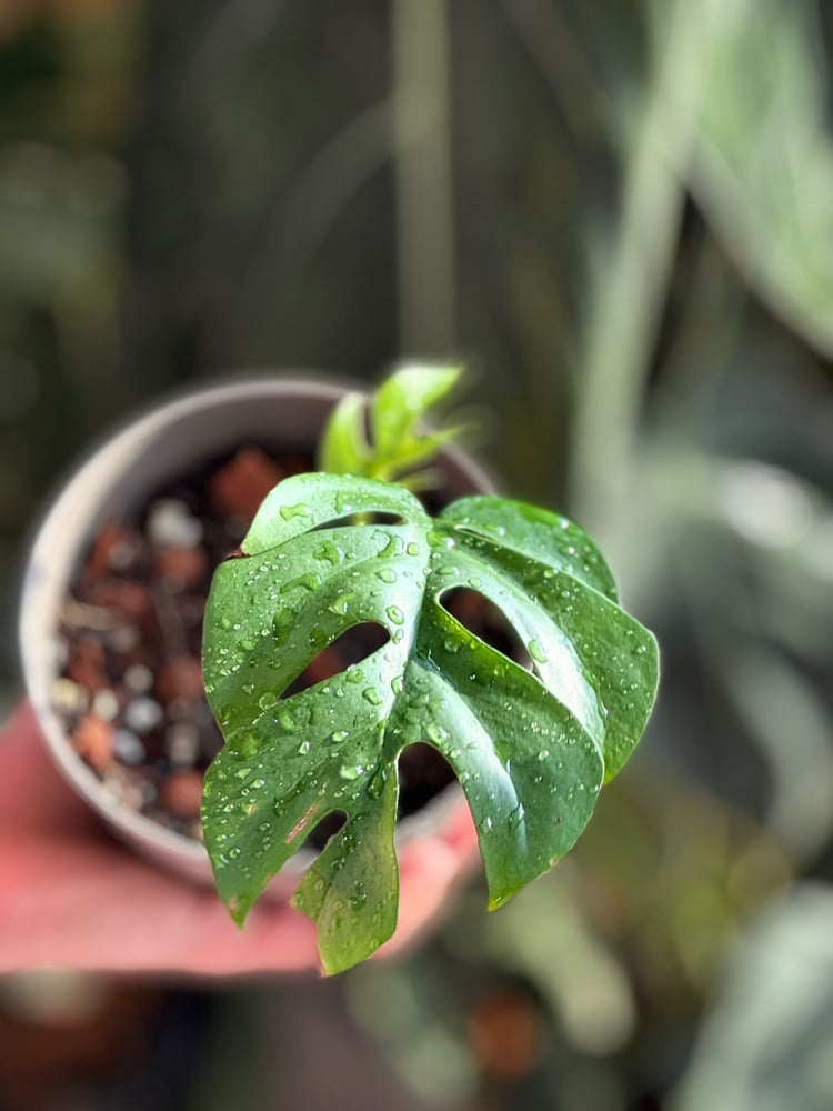 Monstera ginny