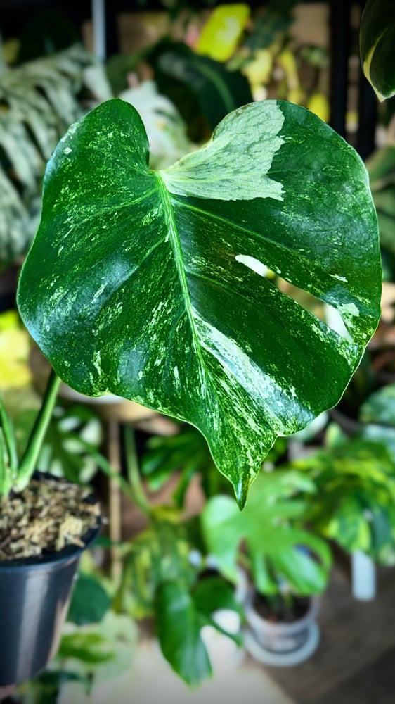 MONSTERA OCEAN ALBO
