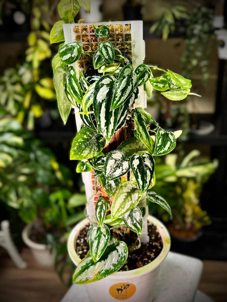 SCINDAPSUS SILVER PRINCESS INDO