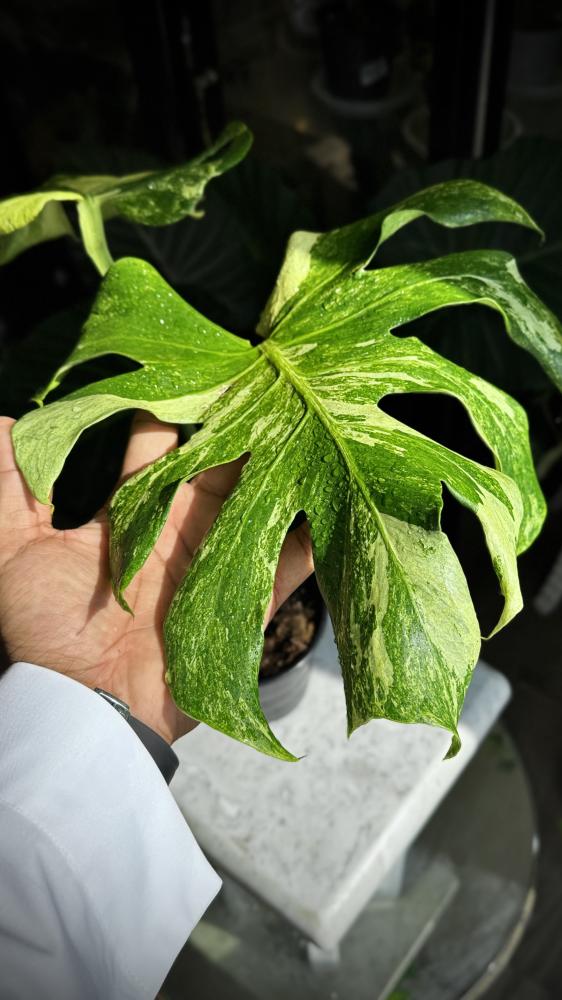 MONSTERA OCEAN  MINT