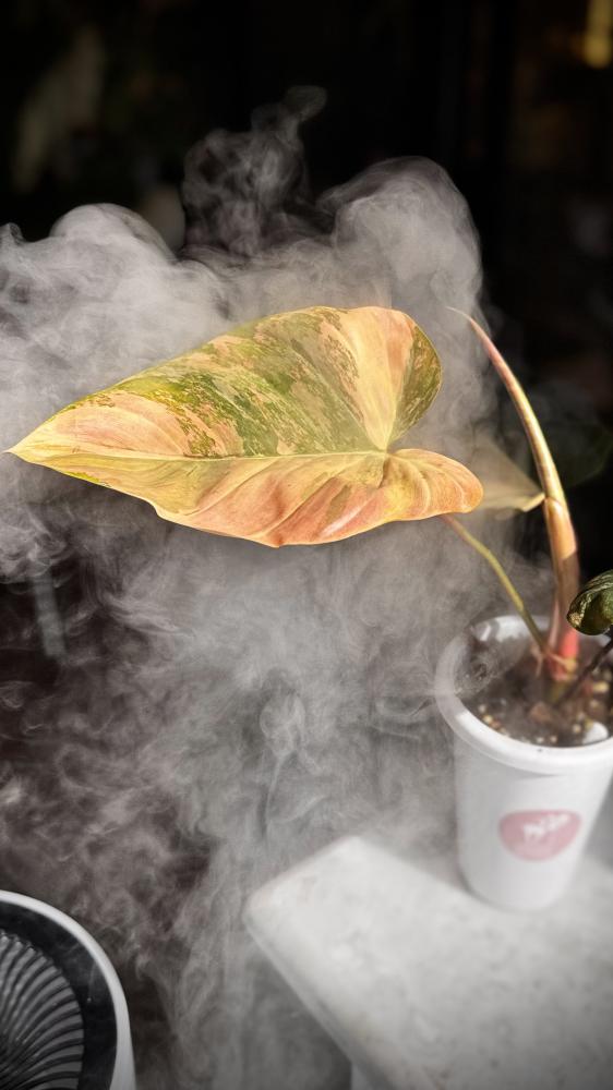 Philodendron Florida beauty x Nangaritense