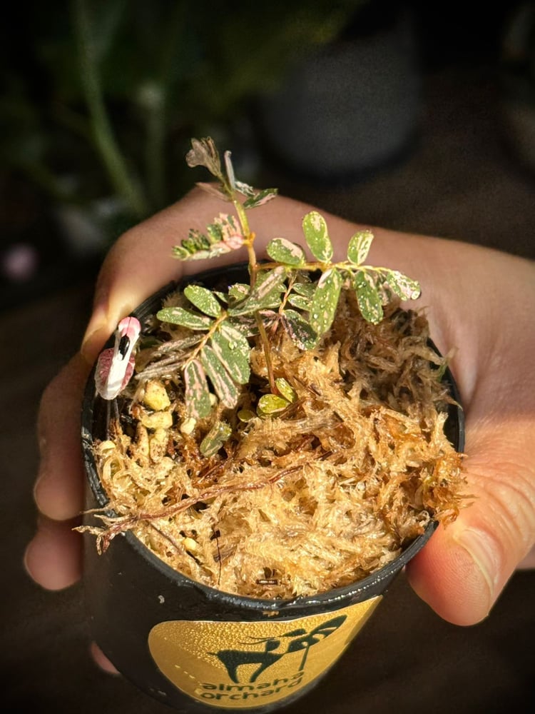 PHYLLANTHUS URINARIA PINK Variegated