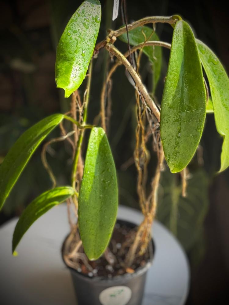 HOYA TREUBIANA