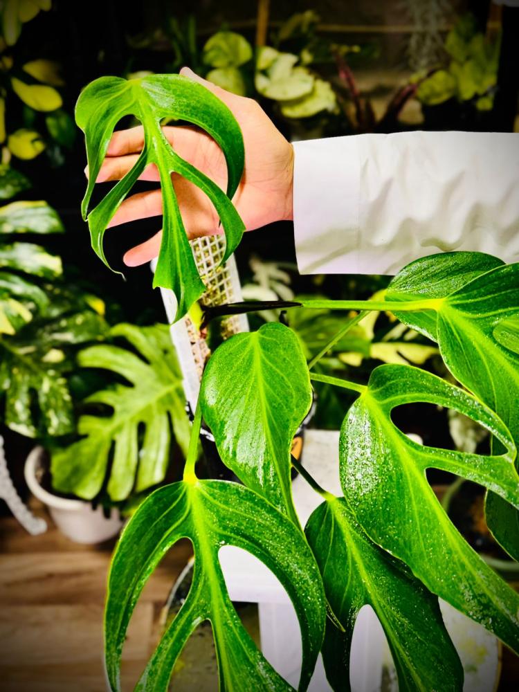 MONSTERA BURLE MARX FRAME
