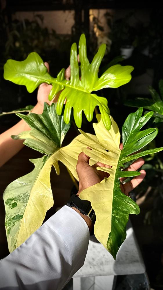 PHILODENDRON FLORIDA X MAYOI