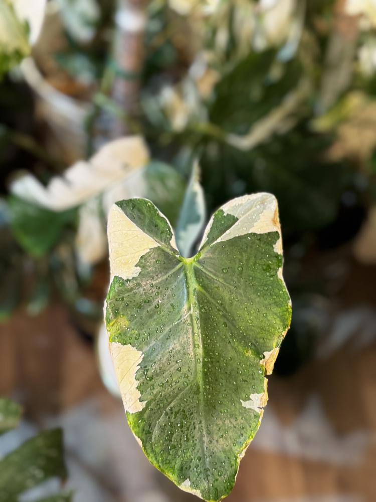 Alocasia Mickey Mouse