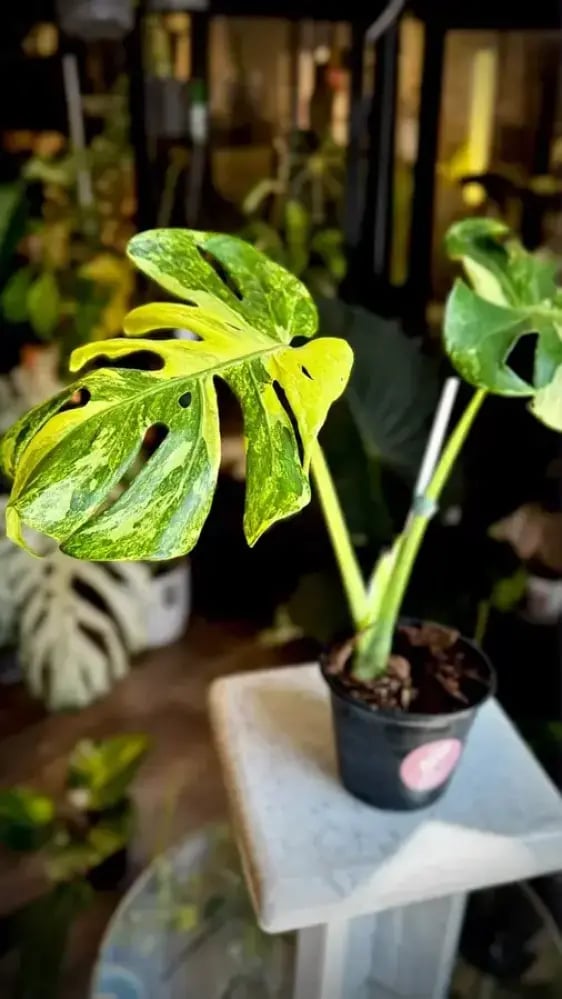MONSTERA OCEAN  MINT