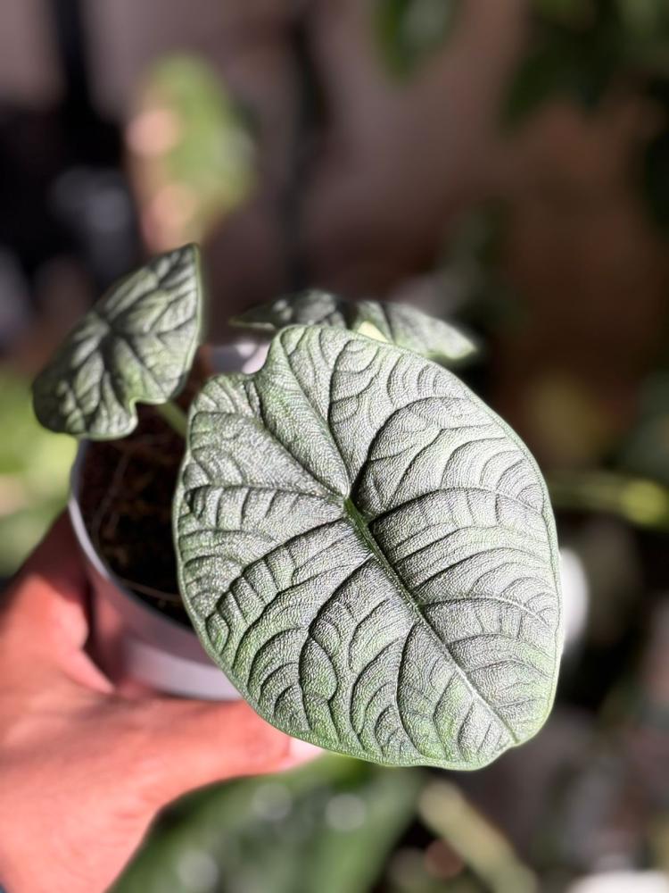 Alocasia Melo