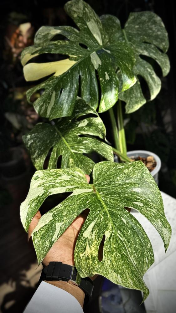MONSTERA DELICIOSA LEGAZY