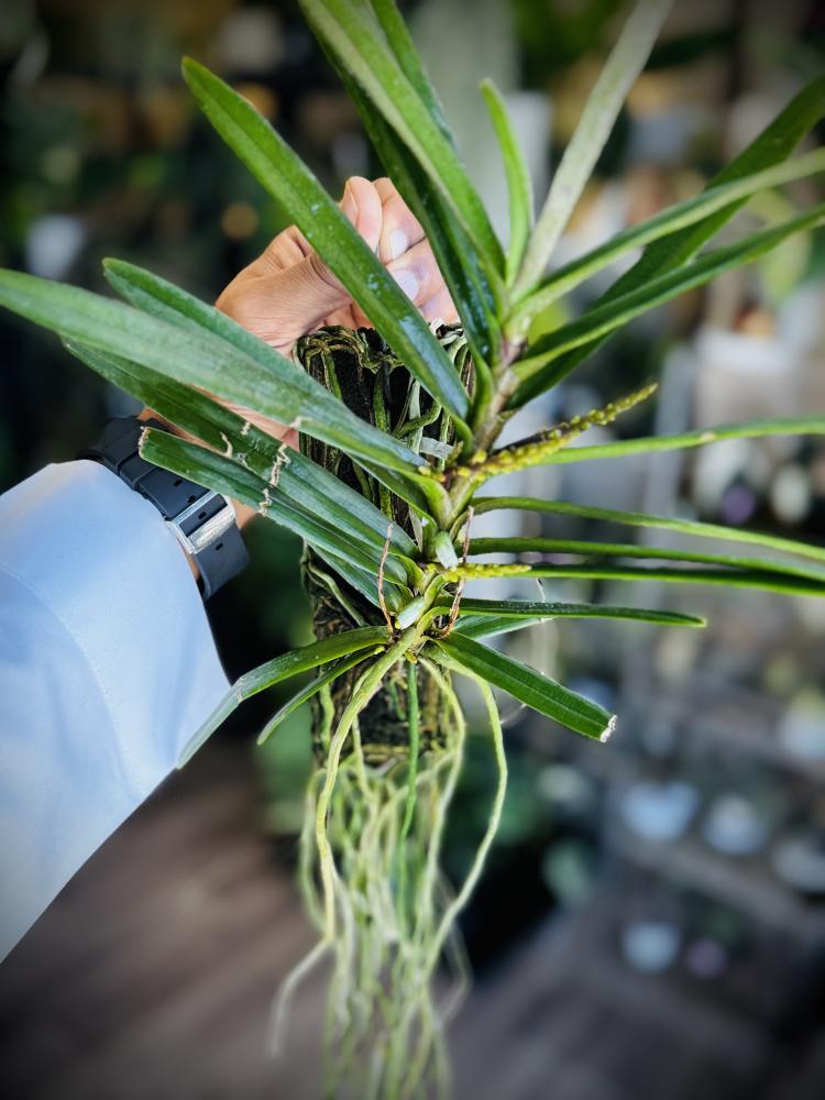 ASCOCENTRUM CHRISTENSONIANUM