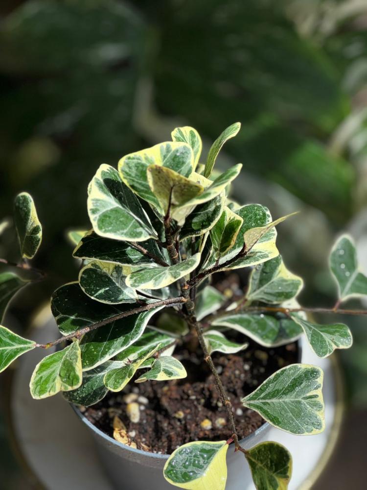 Ficus Triangularis VAR