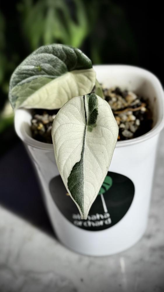 ALOCASIA MELO ALBO