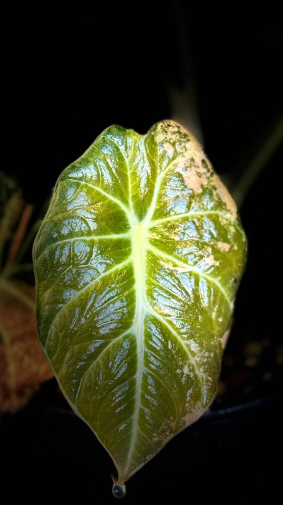 ALOCASIA BLACK VELVET GOLD