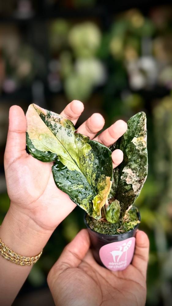 SYNGONIUM RED ARROW Variegated