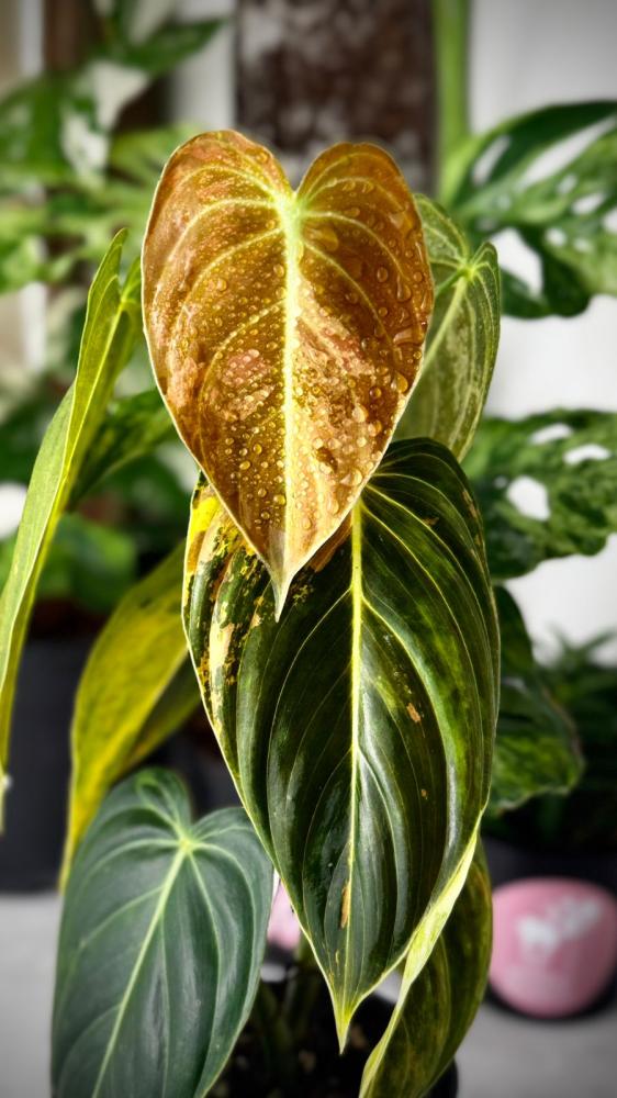 PHILODENDRON MELANOCHRYSUM Variegated